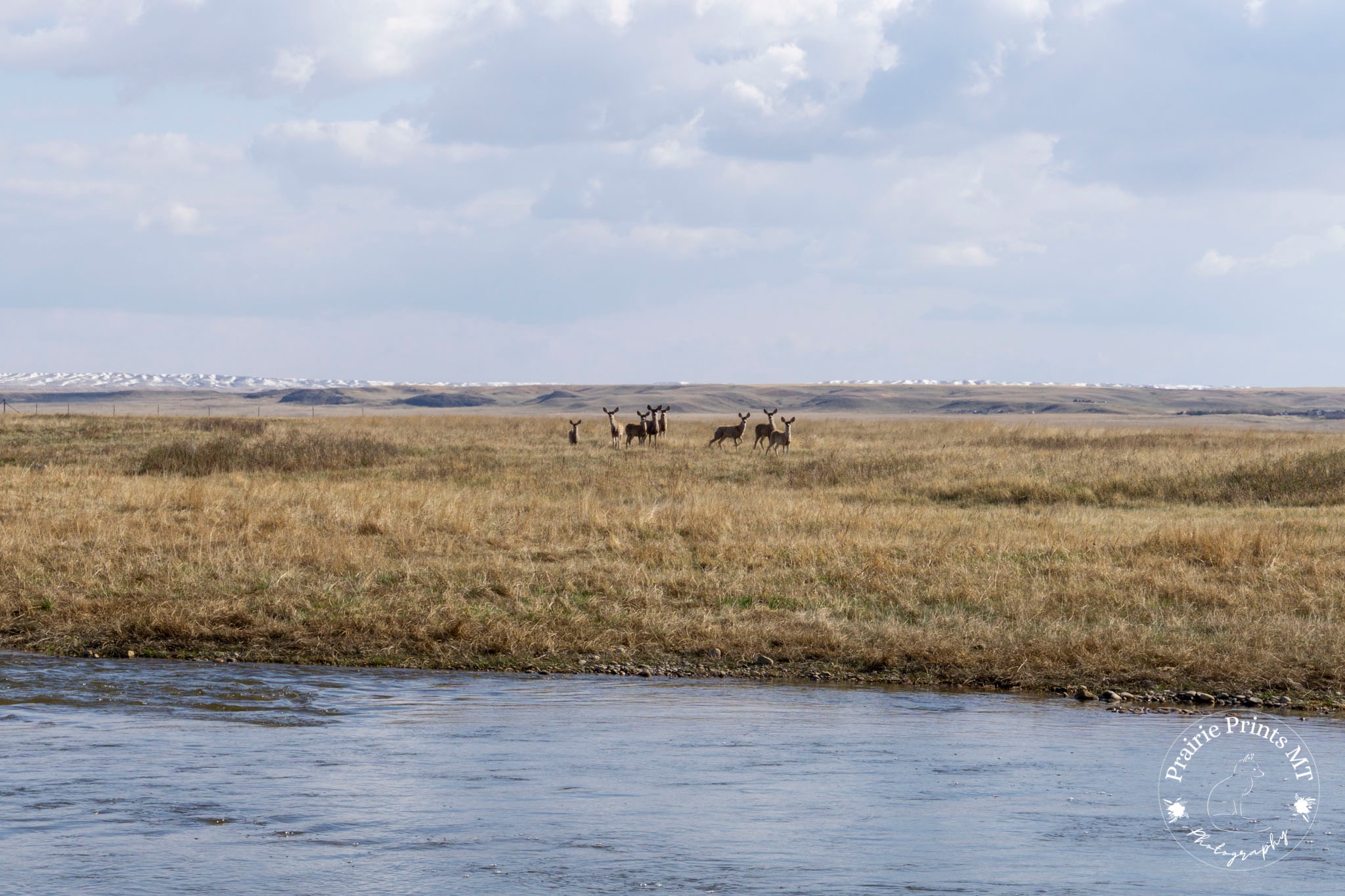 Wildlife & Farm Animals