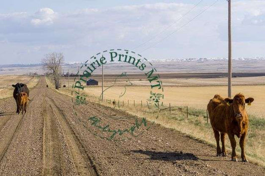 Cattle on the Road Prairie Prints MT