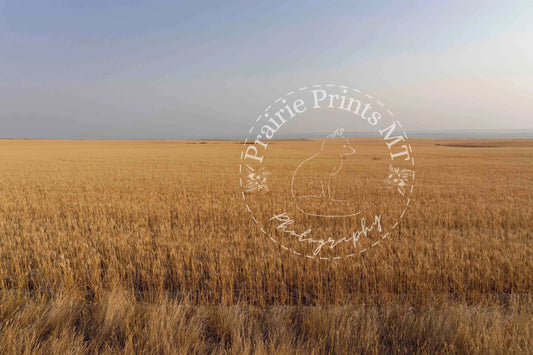 Field of Wheat Prairie Prints MT