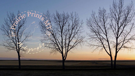 Montana Cottonwood Silhouettes Prairie Prints MT