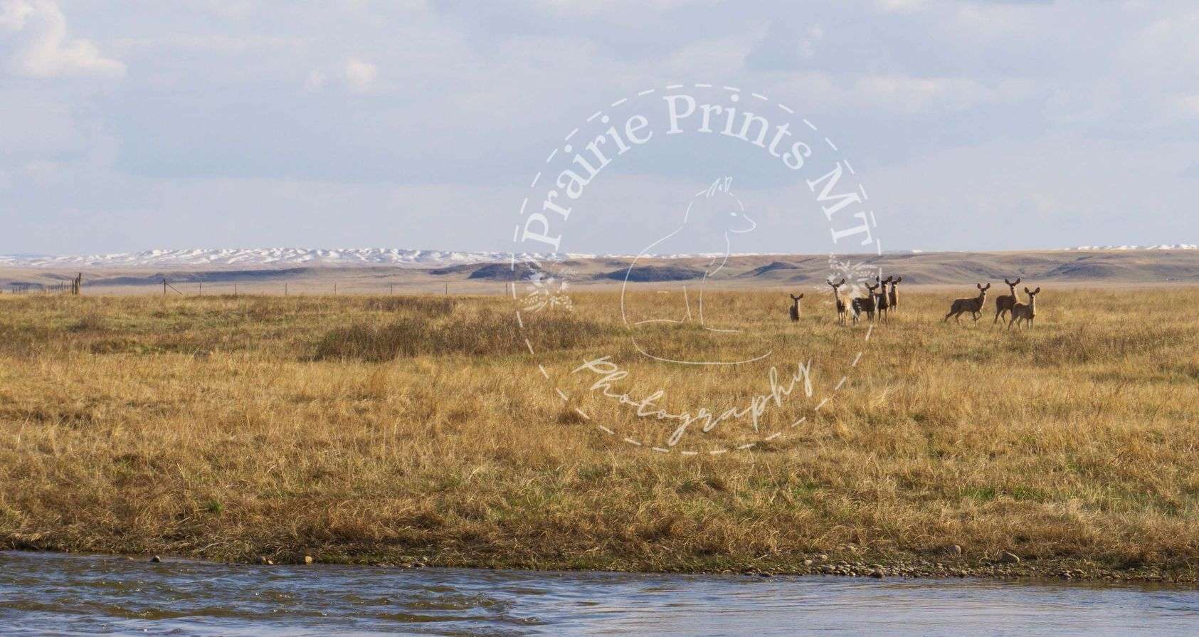 Mule Deer Prairie Prints MT