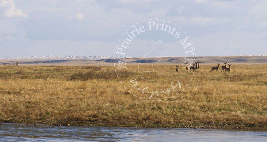 Mule Deer Prairie Prints MT