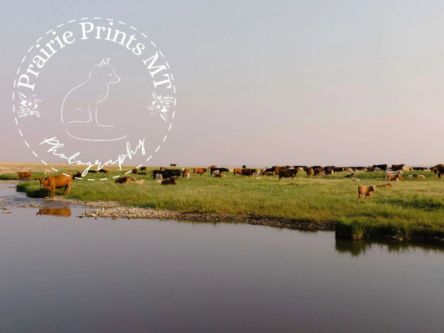 Spring Grazing Prairie Prints MT
