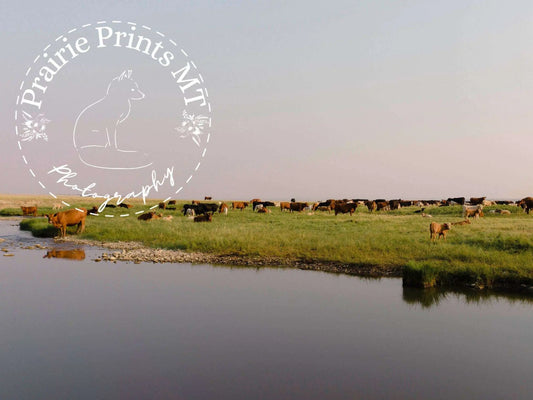 Spring Grazing Prairie Prints MT