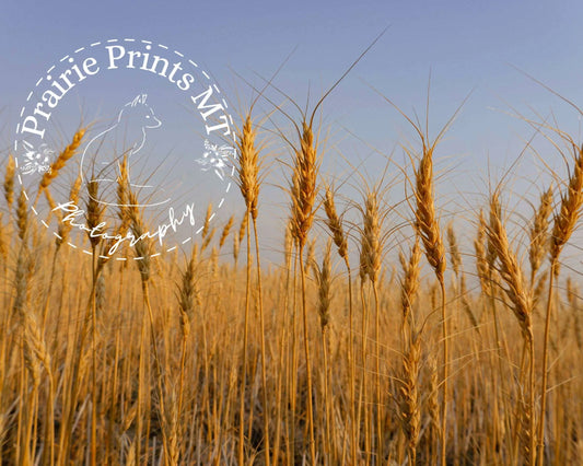 Wheat at Harvest Prairie Prints MT
